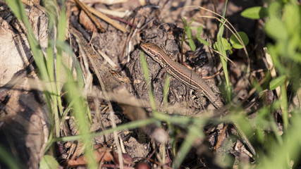 Lézard des murailles
