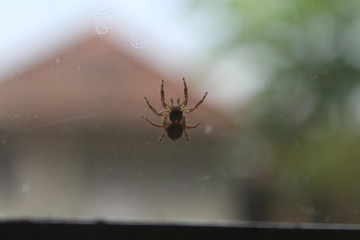 Spider at the glass of window
