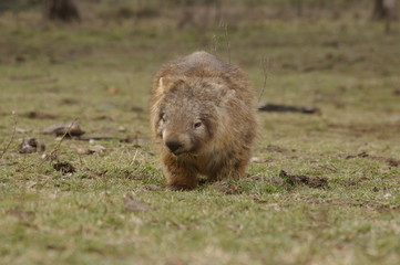 Wild native marsupial wombat eating green grass on a farm in rural New South Wales near Nundle, Hanging Rock
