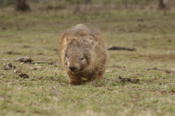 Wild native marsupial wombat eating green grass on a farm in rural New South Wales near Nundle, Hanging Rock