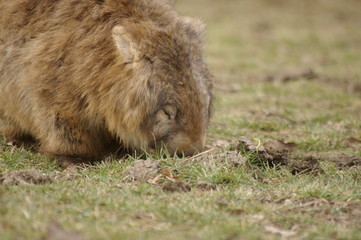 Wild native marsupial wombat eating green grass on a farm in rural New South Wales near Nundle,...