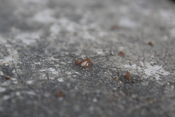 ant warriors bring food