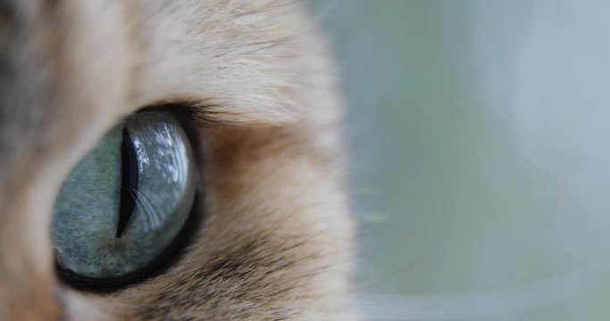 Close-up Of Cat's blue green eye. golden British Cat. macro