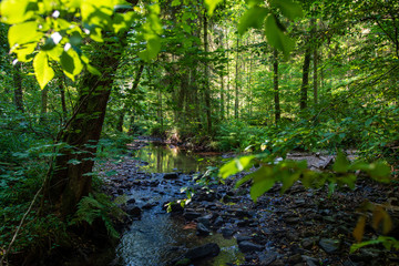 Un petit ruisseau en forêt ardennaise, Hargnies, France