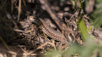 Lézard des murailles