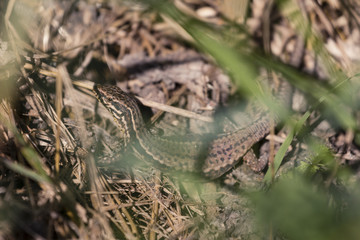 Lézard des murailles