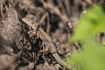 Obraz premium Lézard des murailles