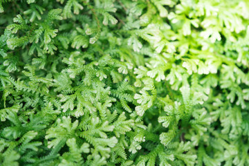 Spike Moss and light for background.