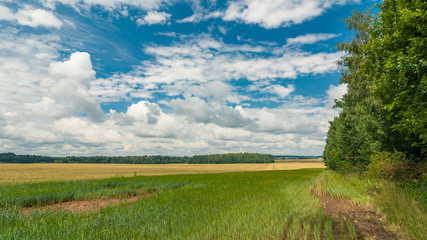 Fototapeta na wymiar summer agricultural landscape. view of a field with a strip of forest in the background