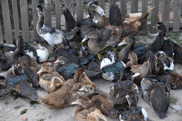 Herd of domestic Cairina moschata