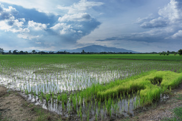Fototapeta na wymiar View of filed of rice with blue sky and mountain backgroud