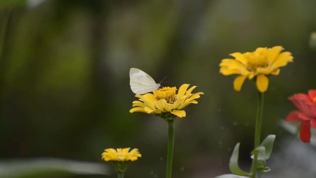 Pieris brassicae, Cabbage butterfly feeding on flower.