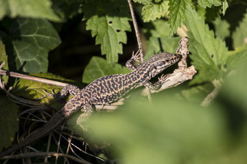 Lézard des murailles