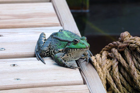 Colorful Green Frog Close Up Profile