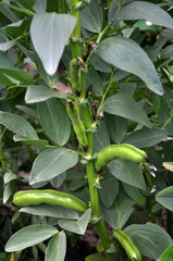 Horse bean, plant and green pods