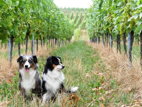 Australian Shepherds