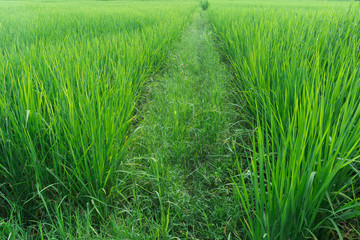 Close up geen rice field in summer