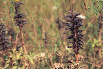 Summer Field Landscape