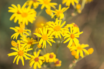 Beautiful yellow wildflowers