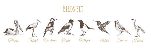 Obraz premium Birds set sketch. 