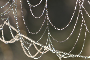 spider web in dew