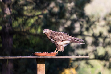 Mäusebussard an einem Freßplatz gelandet