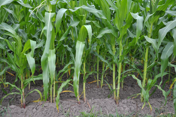 Green plants of young corn