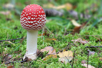 Muchomor czerwony ,Amanita muscaria