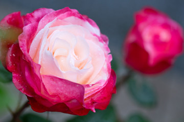 Closeup of pink rose .