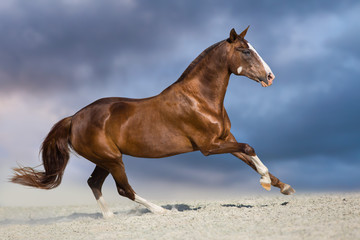 Red horse run in desert dust against blue sky