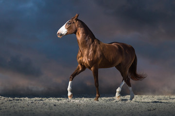 Naklejka premium Czerwony koń biegnie w pustynnym pyle przed ciemnym dramatycznym niebem