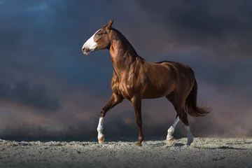 Raamstickers Rood paard rende in woestijnstof tegen donkere dramatische hemel © callipso88