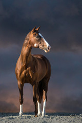 Red horse stand in desert dust against dark sky