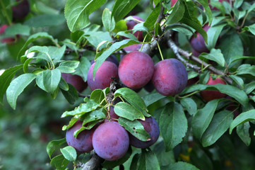 The branches of the tree are mature fruits of prunus cerasifera