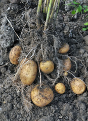 Dried from potato soil