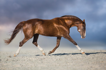 Red horse run trot in desert dust against blue sky