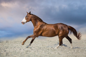 Red horse run in desert dust against blue sky