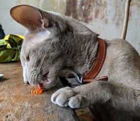 Cat eating Russian salmon caviar off the table
