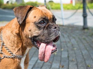 Portrait of a funny bullmastiff dog with large tongue cooling down at a cafe after a long walk