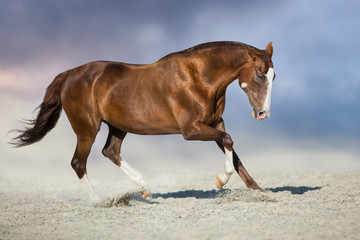 Red horse run in desert dust against blue sky
