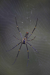 Giant wood spider, Nephila maculata. Corbett Tiger Reserve, Uttarakhand