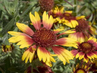 Gaillardia grandiflora. Gaillardes à grande fleurs.