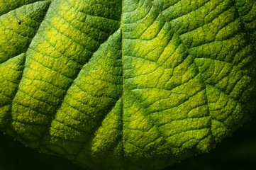 Green kiwi leaves on the vine, close up