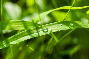 Drops of water on the green grass after rain, macro