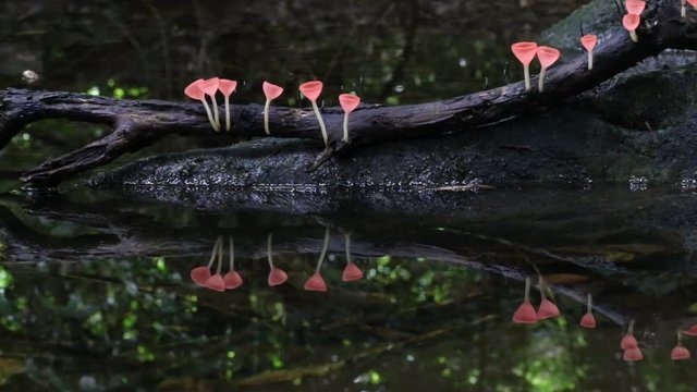 Champagne mushrooms in the waterfall background, Thailand