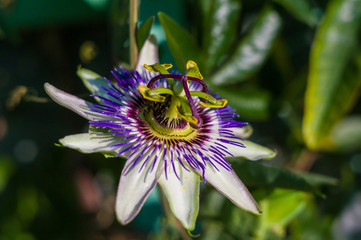 passion flower Passiflora caerulea Passionflower against green garden background