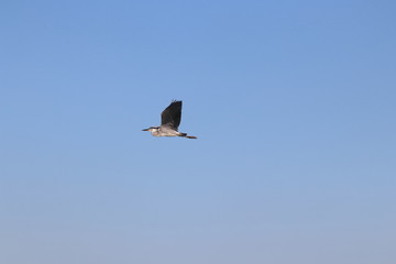 大空に羽ばたく鳥