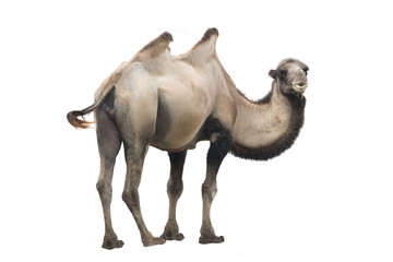camel  (Camelus bactrianus) isolated