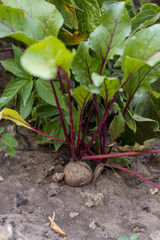 Plant of seedlings of beets. Young, sprouted beet growing in the garden at the dacha, farm.