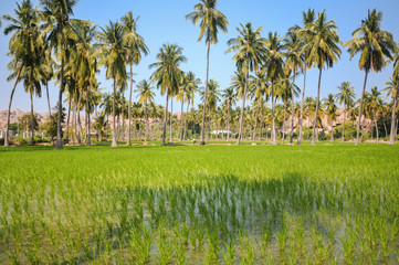 Fototapeta premium Rice paddy field surrounded by palm trees in Hampi, India.